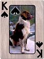 Dog Card Set