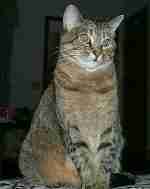 queenie