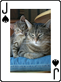 Ace Card Set