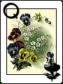 Floral Card Set