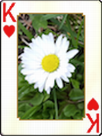 Spring Flowers Card Set